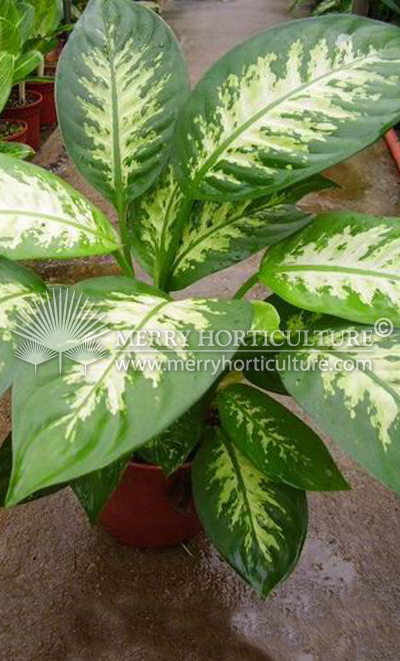 Dieffenbachia tropic snow (Pot 150)